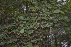 Cleistanthus collinus